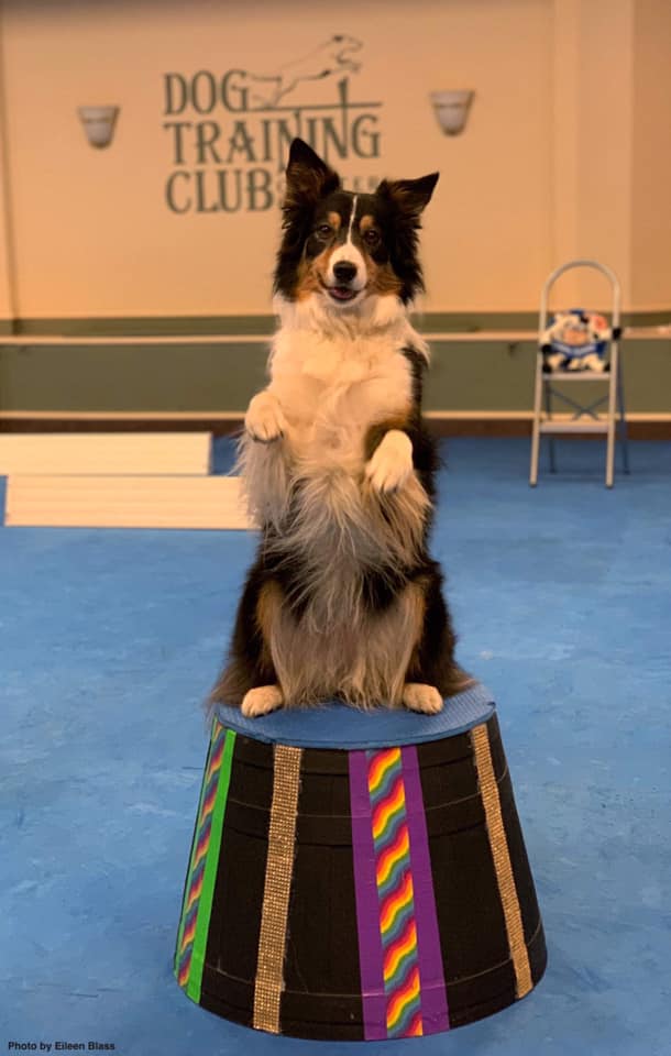 81598849_2782433078461706_6063465160104738816_n