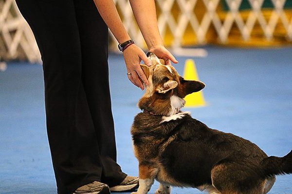 15107342_1225358994169130_7533261646929314247_n flip