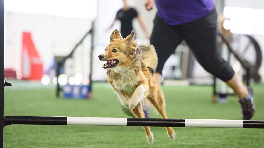 box-sports-holder flip